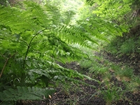 Vallone del Turco